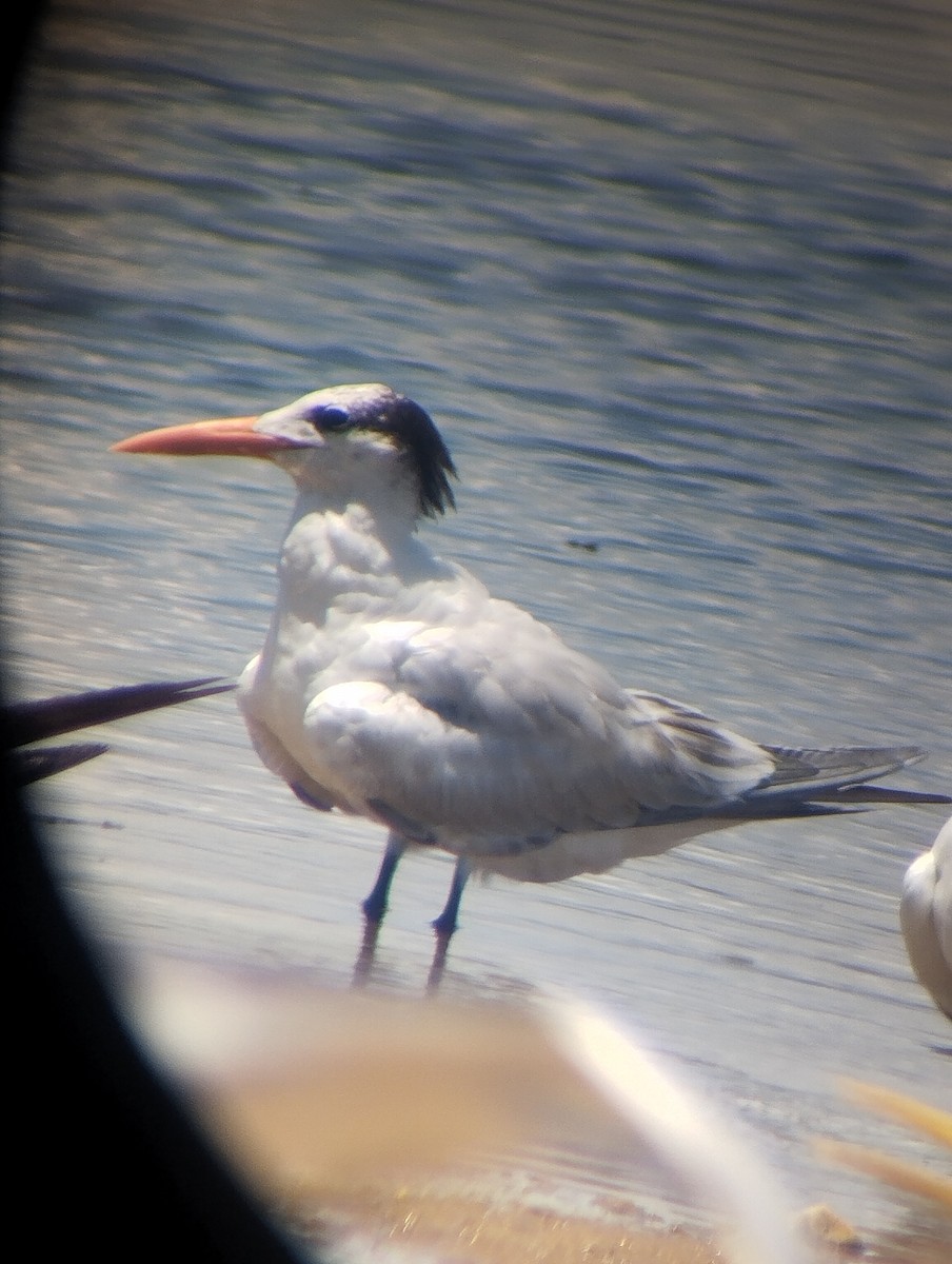 Royal Tern - ML639593291