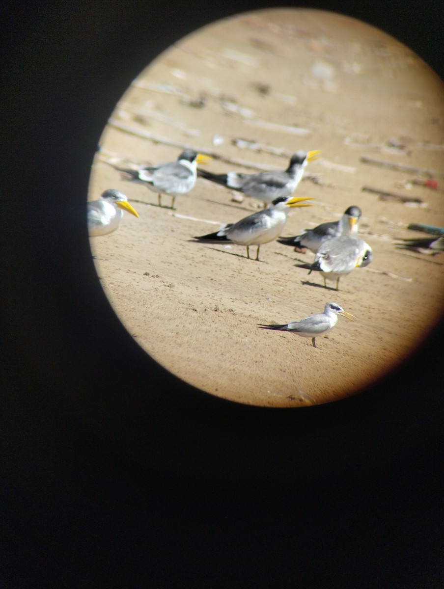 Large-billed Tern - ML639593318