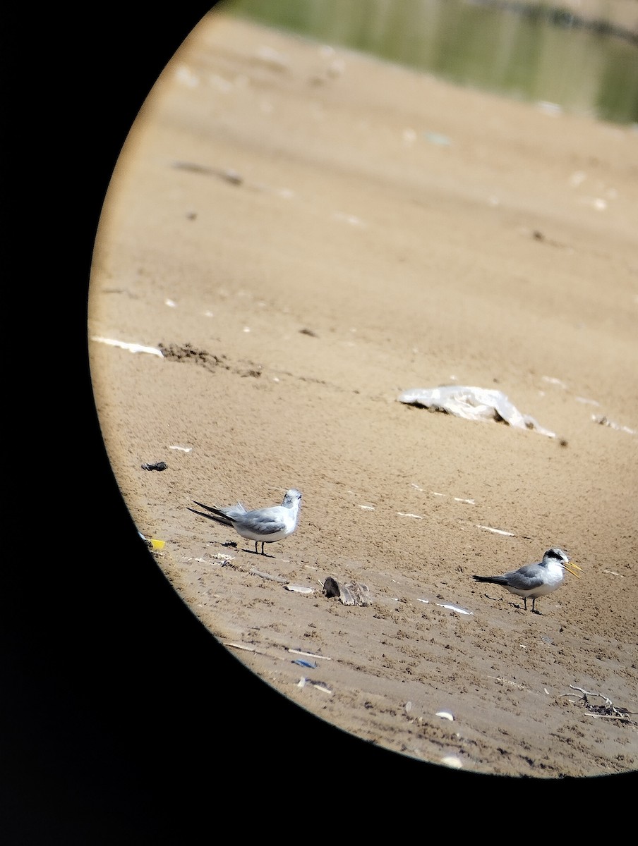 Least Tern - ML639593360