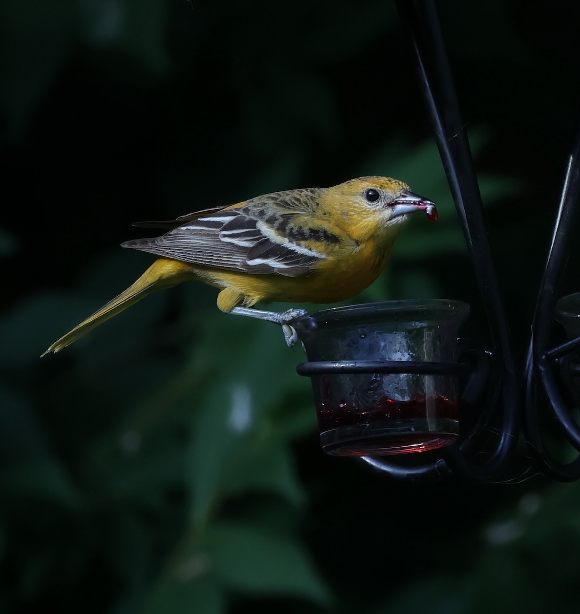 Baltimore Oriole - ML639593363