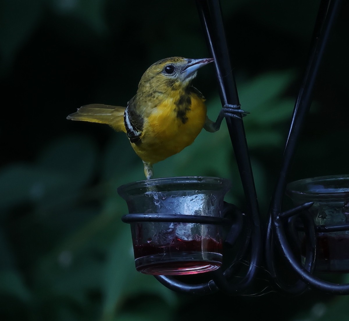 Baltimore Oriole - ML639593369