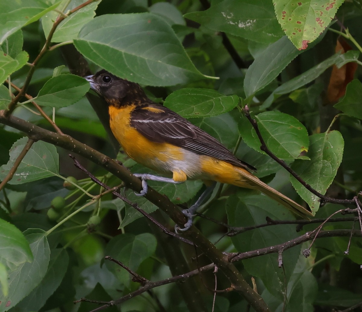 Baltimore Oriole - ML639593371