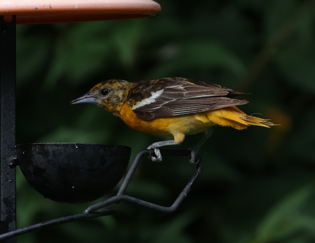 Baltimore Oriole - ML639593376
