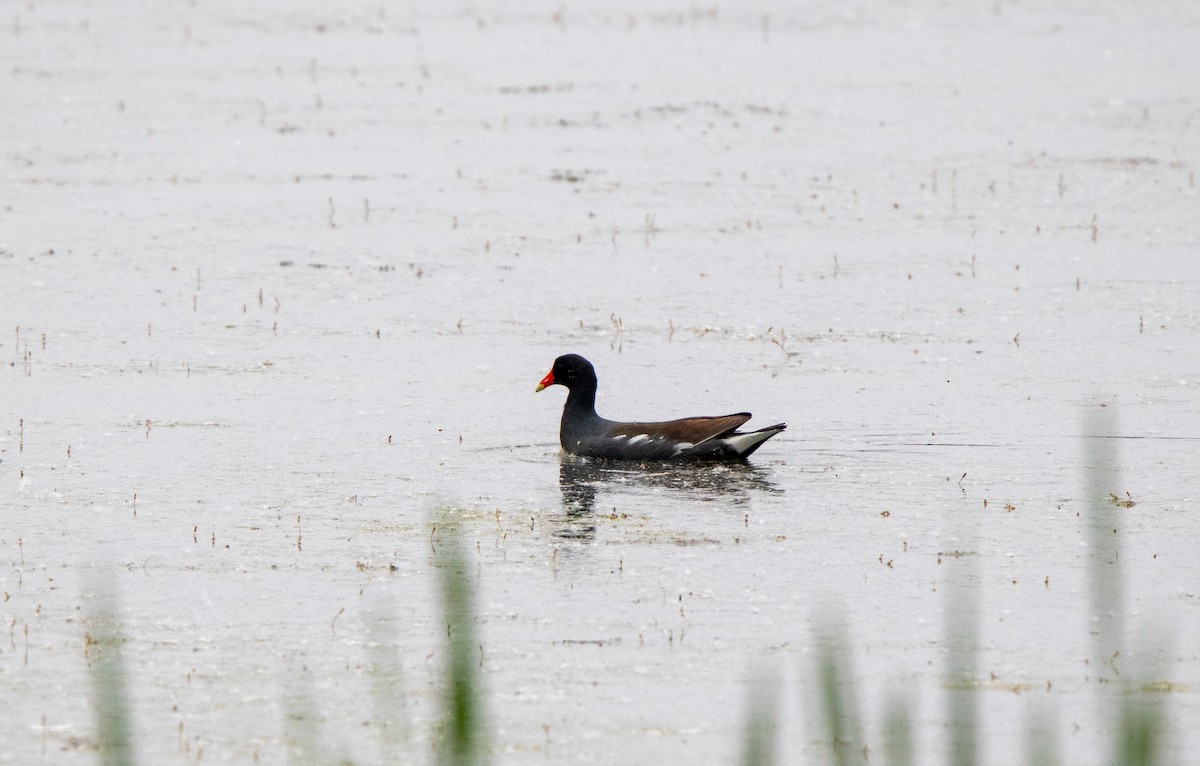 Common Gallinule - ML639593449