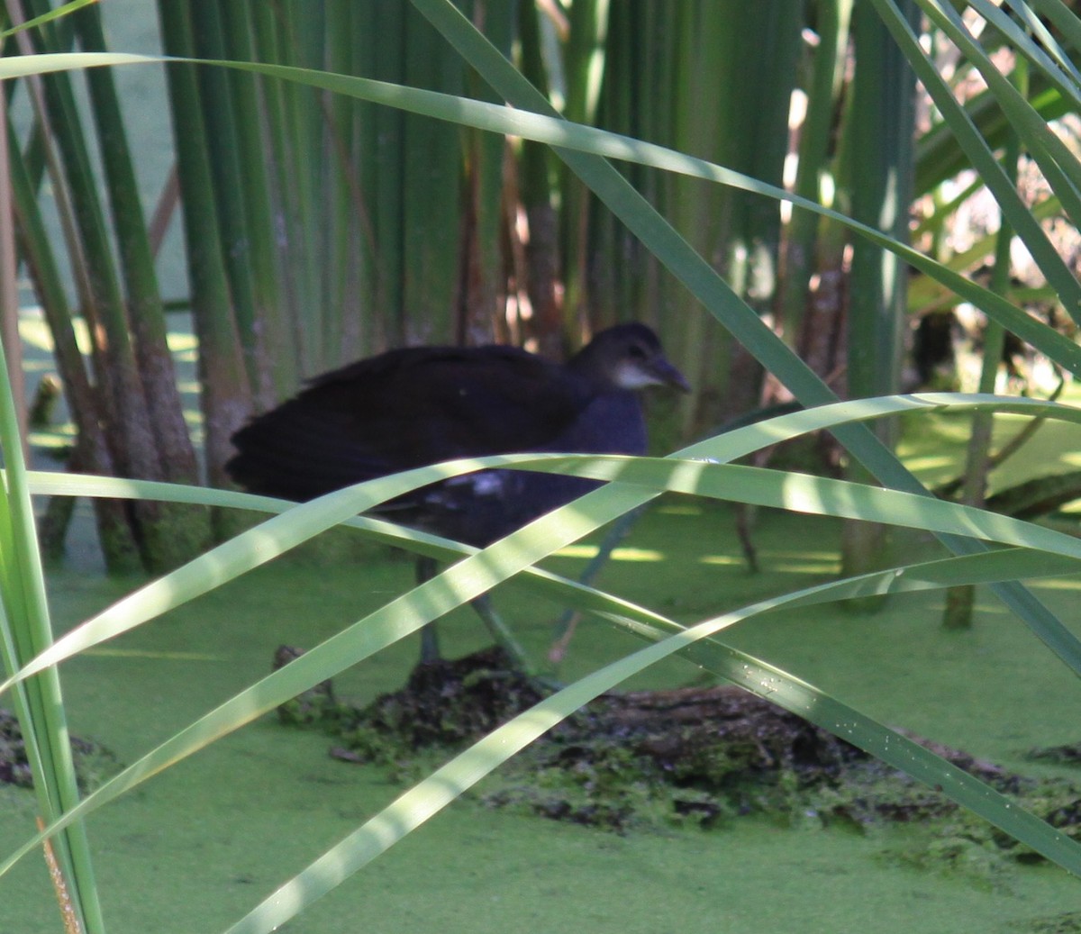 Common Gallinule - ML639593473
