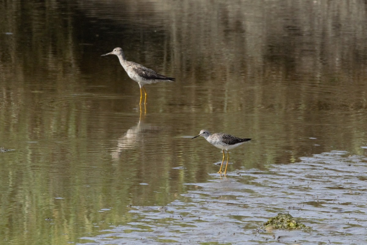 gulbeinsnipe - ML639593542