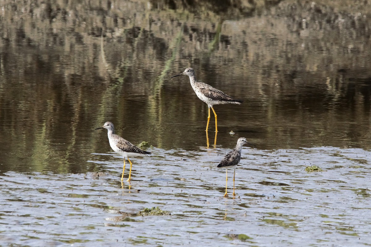 gulbeinsnipe - ML639593543