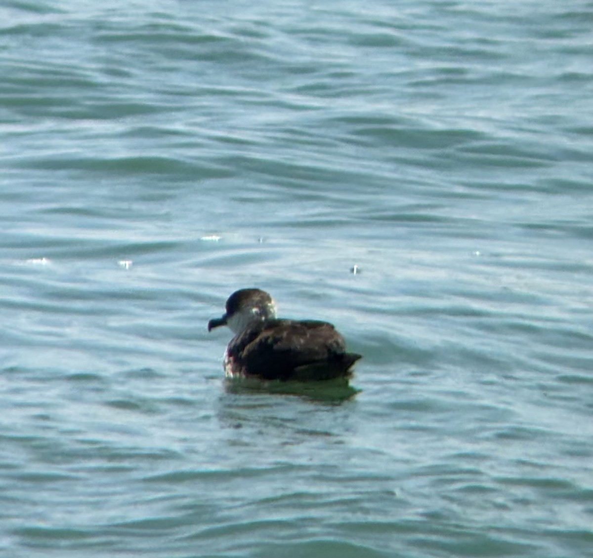 Great Shearwater - ML639593571