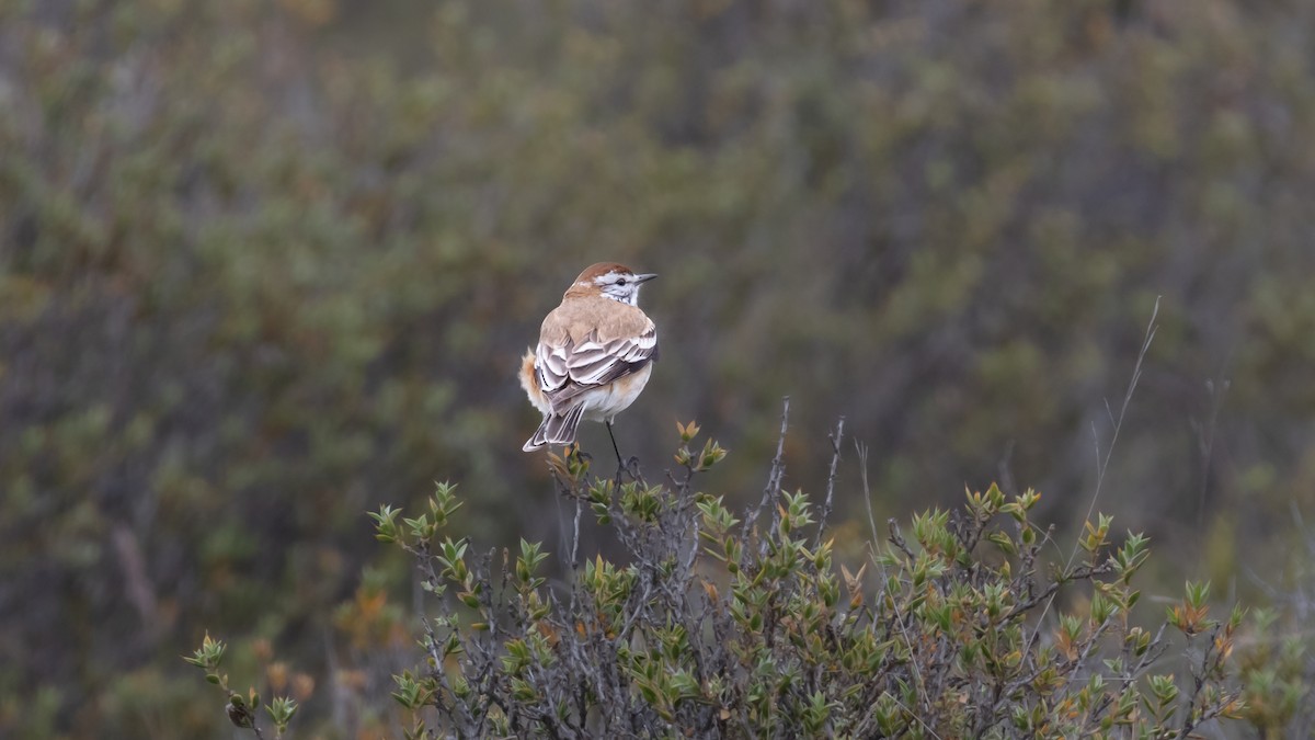 Rusty-backed Monjita - ML639593581