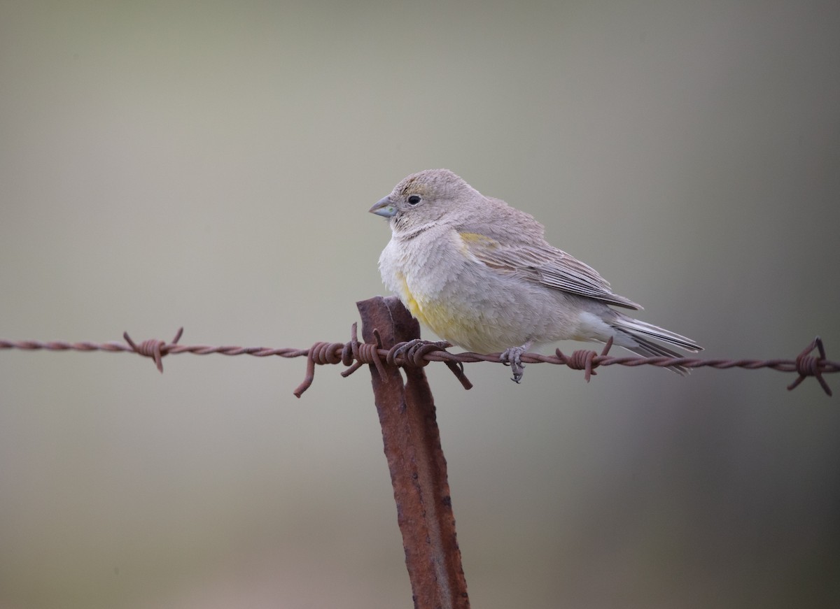 Patagonian Yellow-Finch - ML639593584