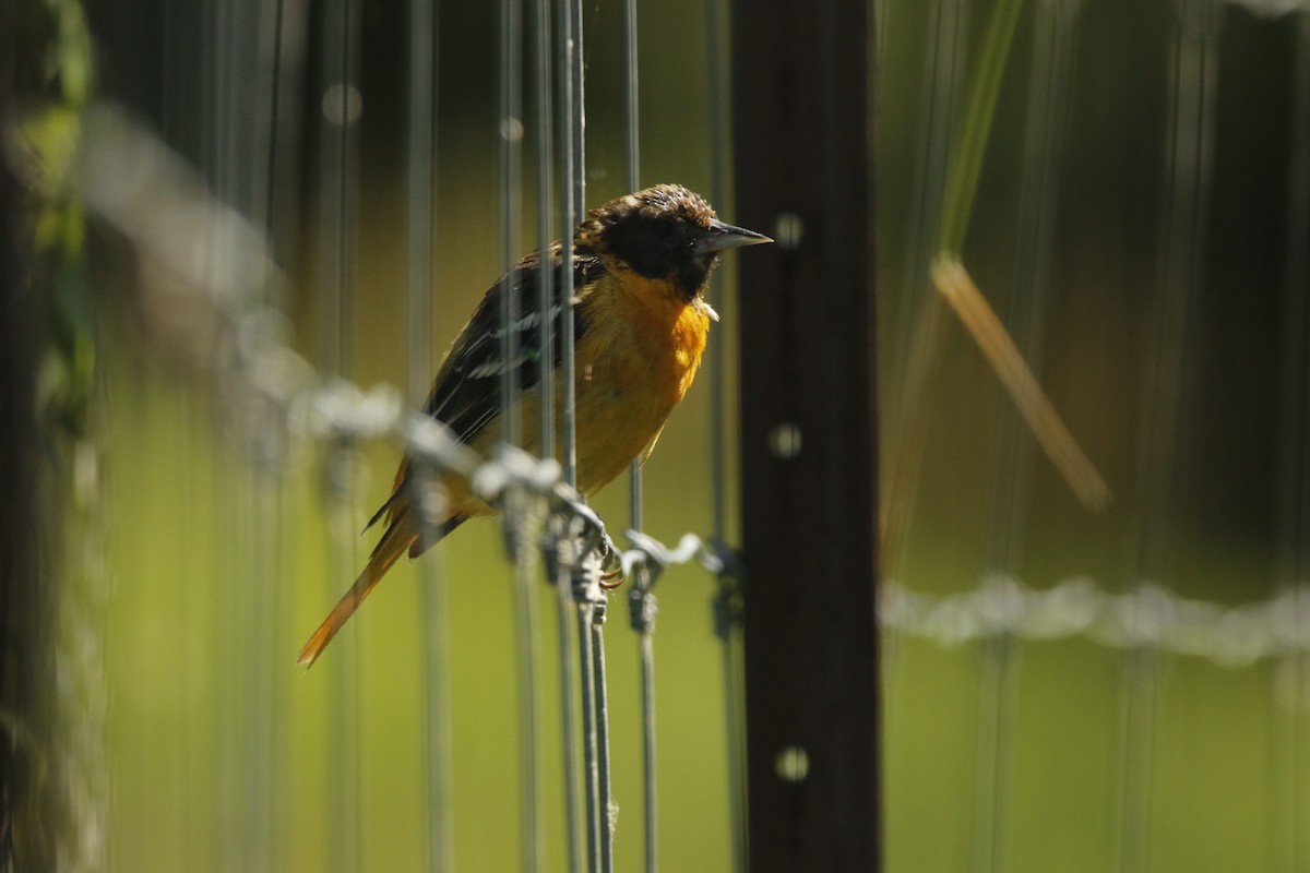 Baltimore Oriole - ML639593598
