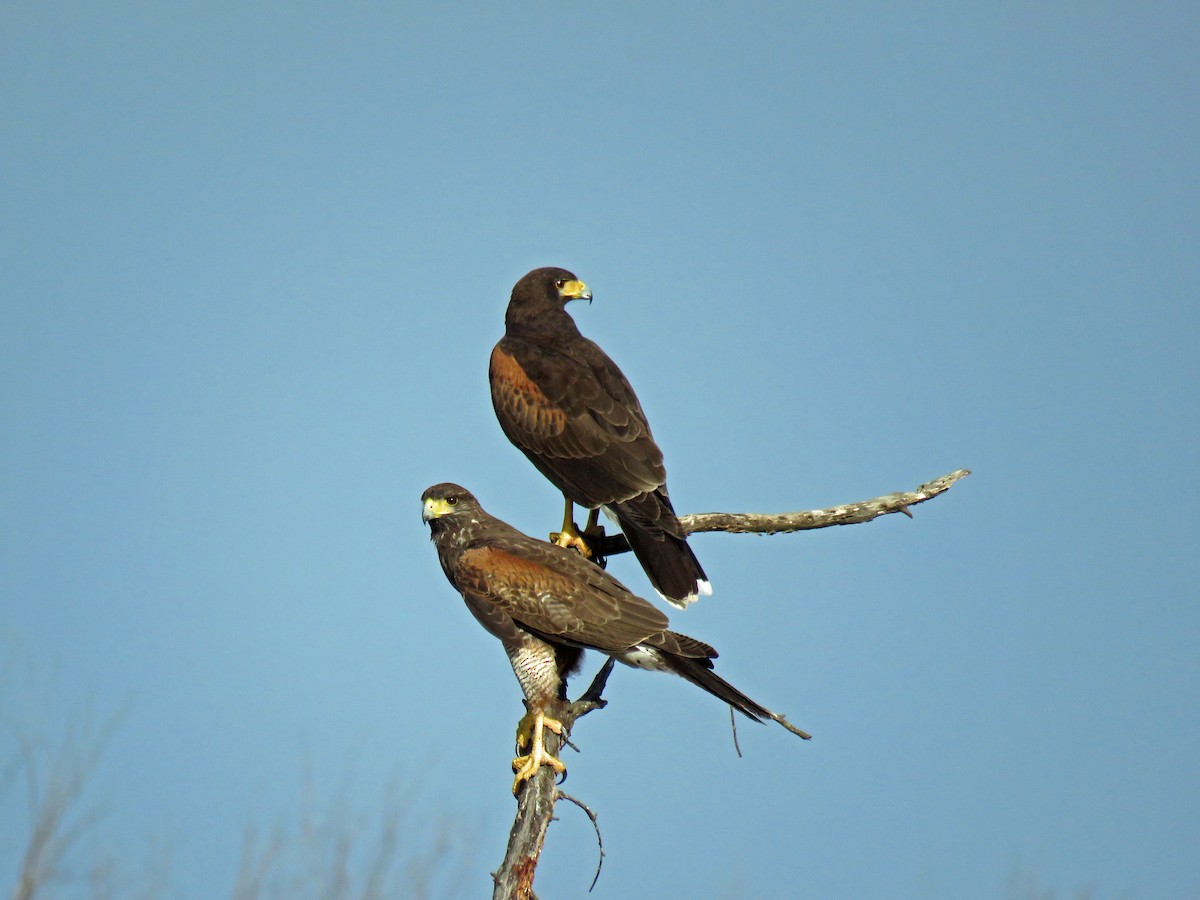 Harris's Hawk - ML639593756