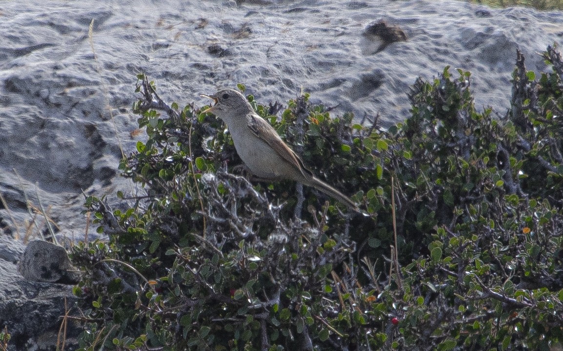 Spectacled Warbler - ML639593874