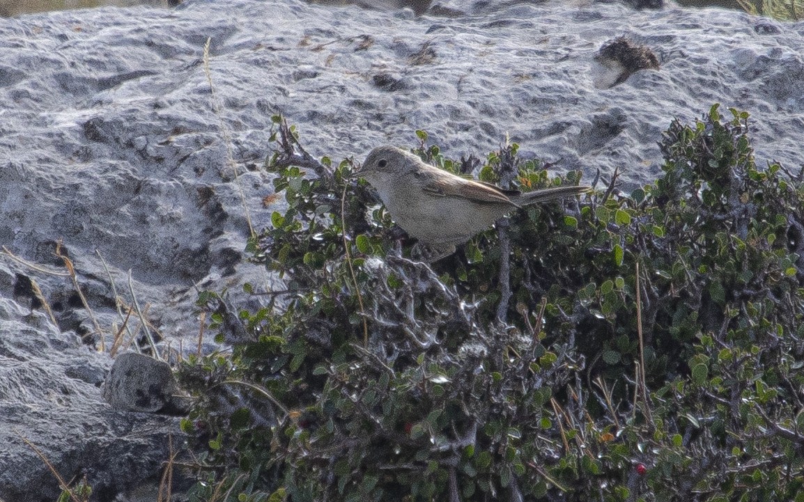 Spectacled Warbler - ML639593875