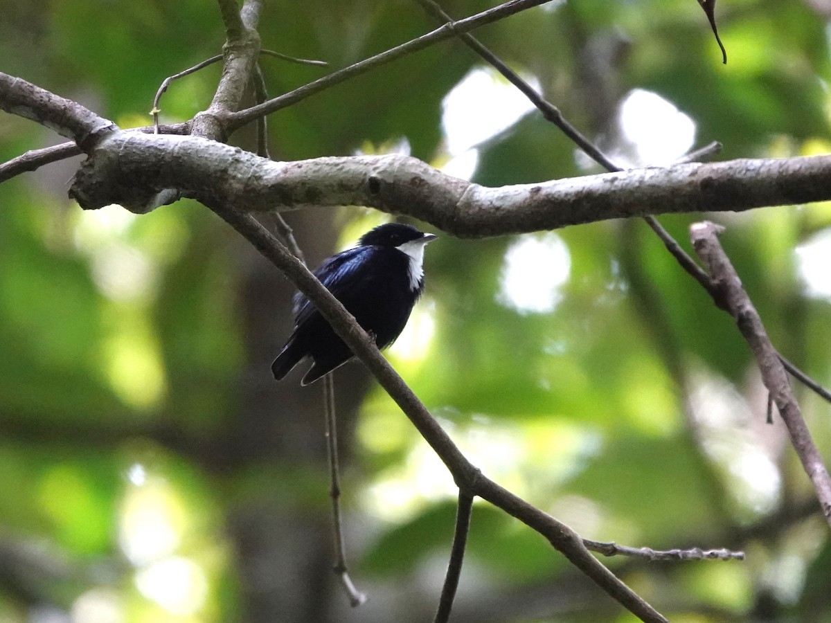 hvitstrupemanakin - ML639593931