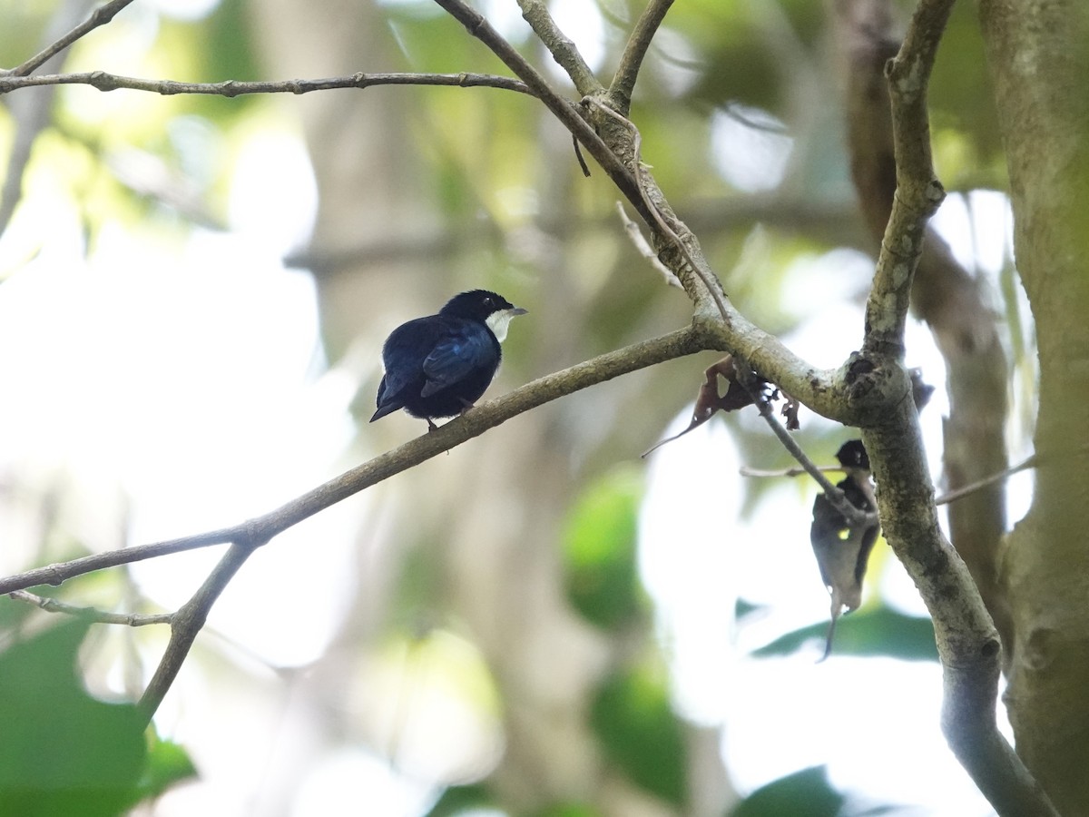 hvitstrupemanakin - ML639593932