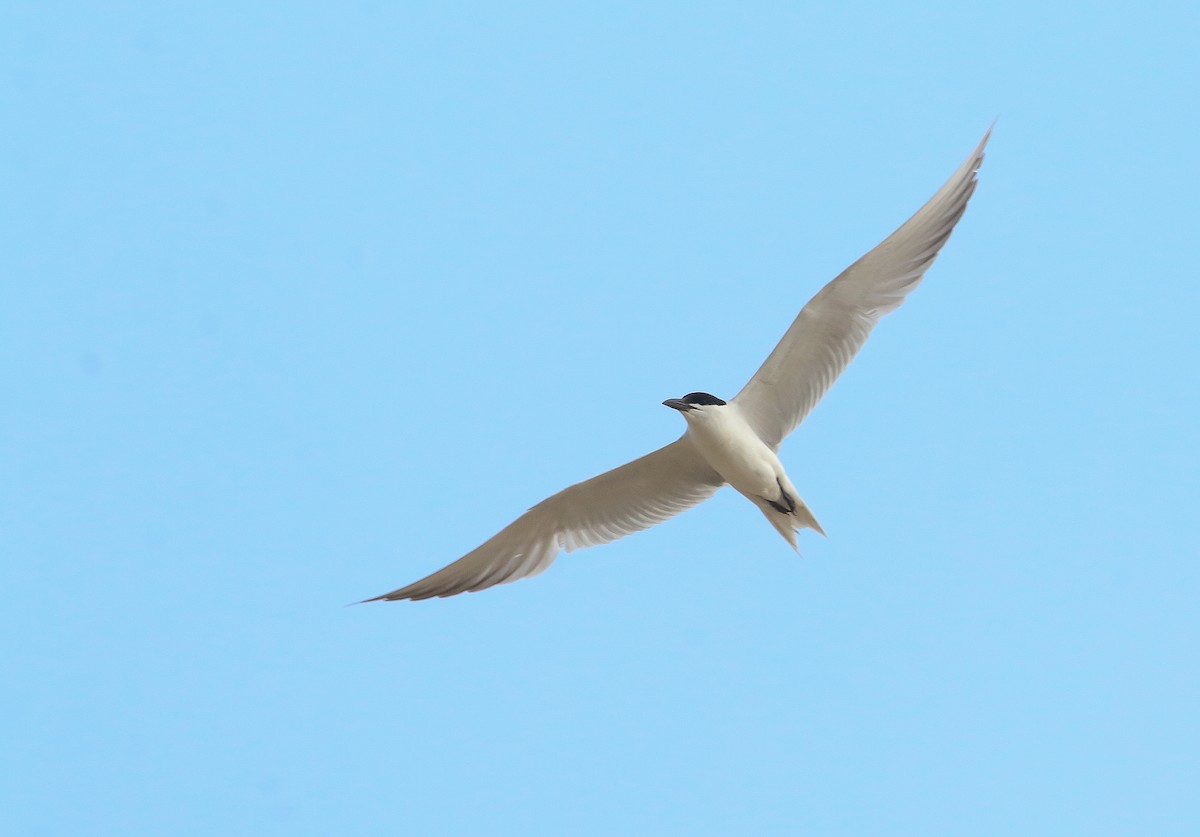 Gull-billed Tern - ML639594007