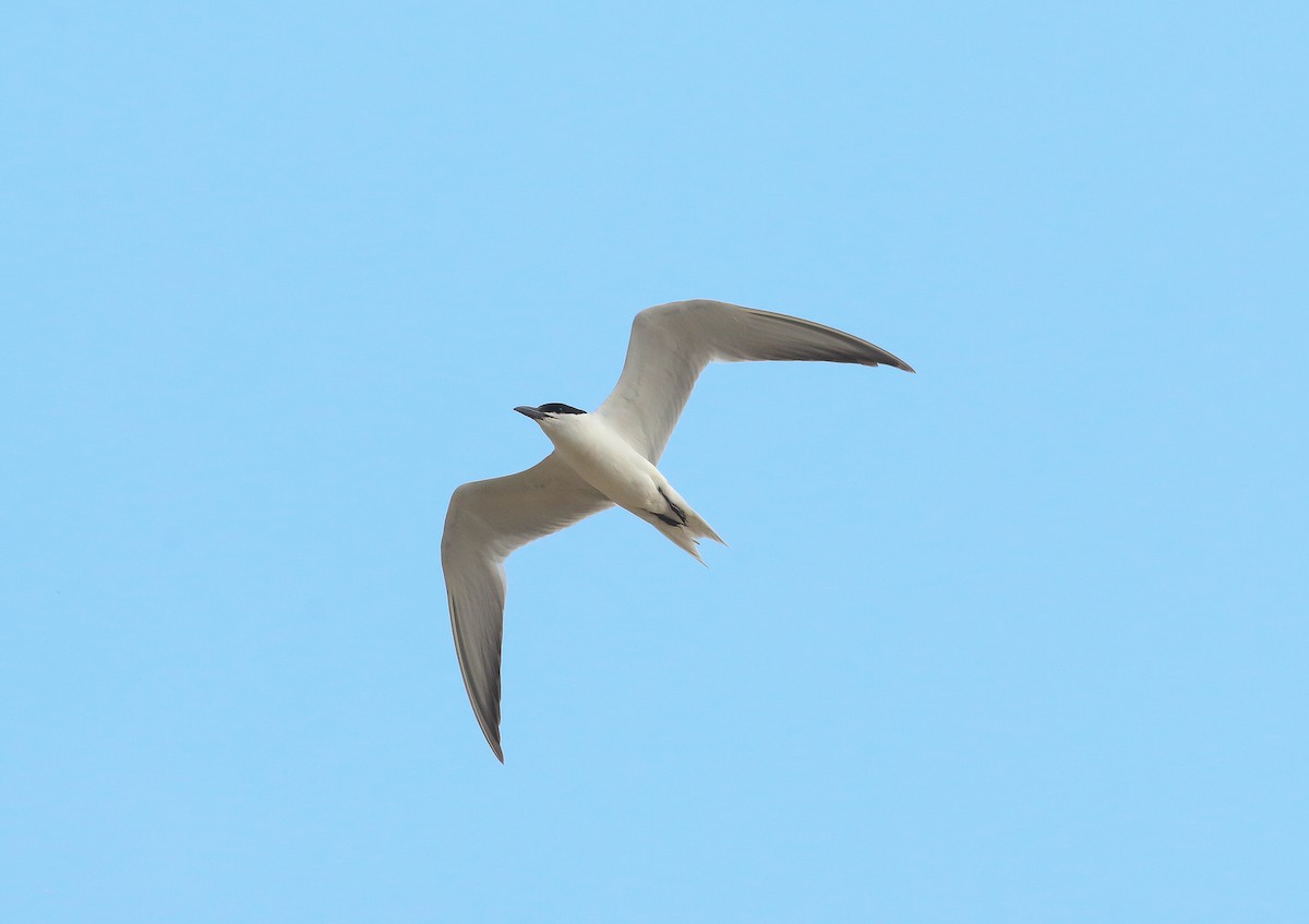 Gull-billed Tern - ML639594009