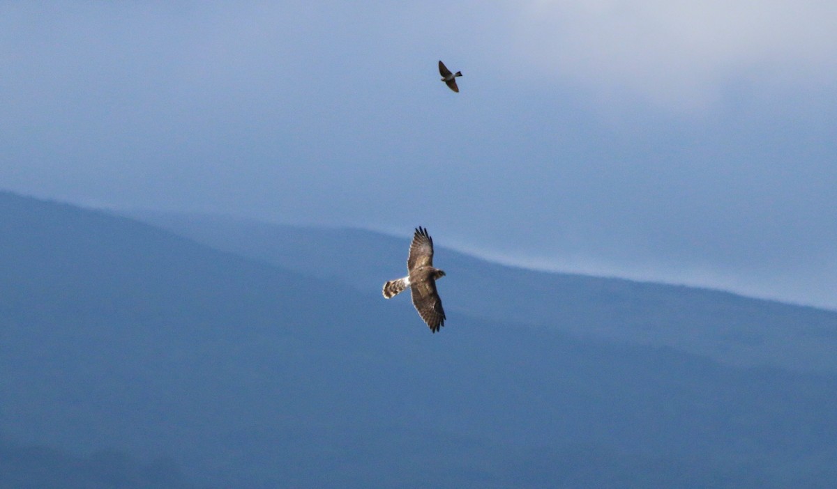 Pallid Harrier - ML639594050