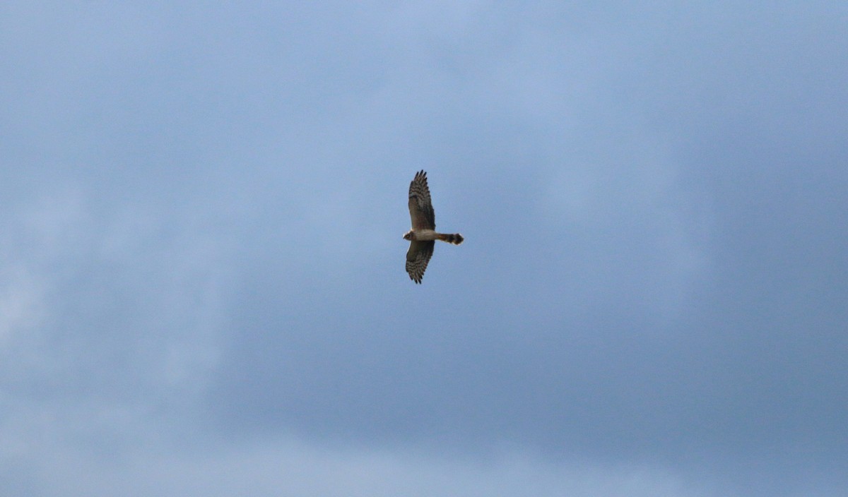 Pallid Harrier - ML639594051