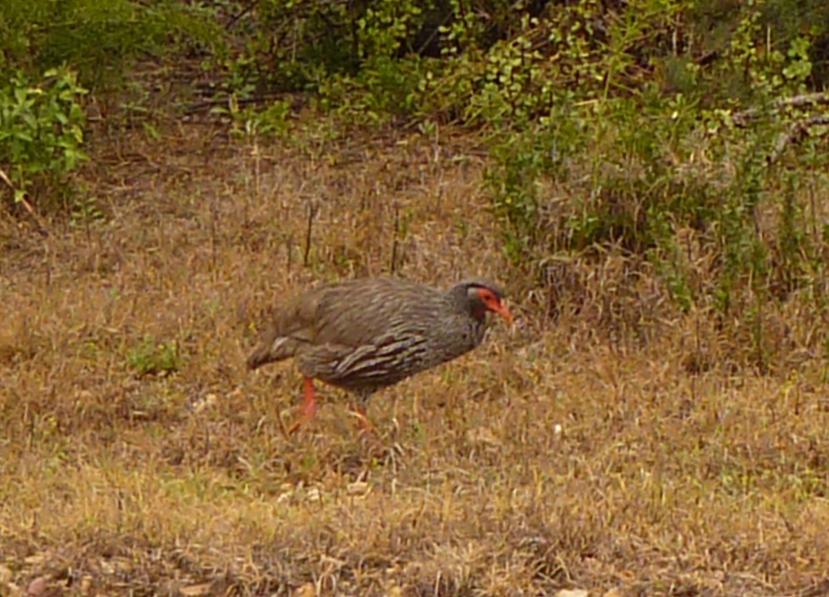Francolin à gorge rouge (castaneiventer) - ML639594064