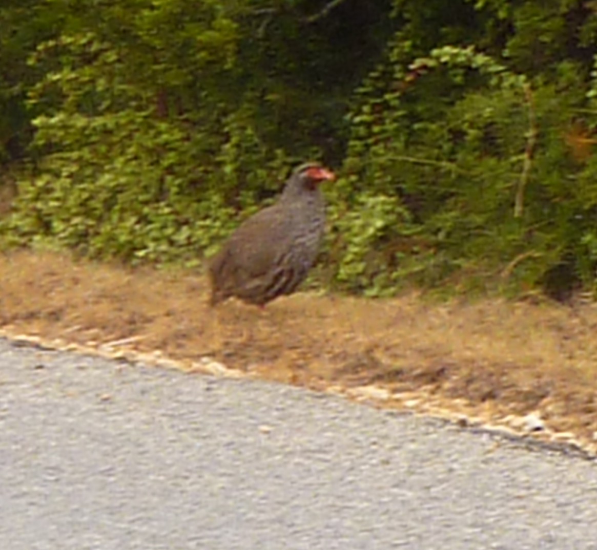 Francolin à gorge rouge (castaneiventer) - ML639594078