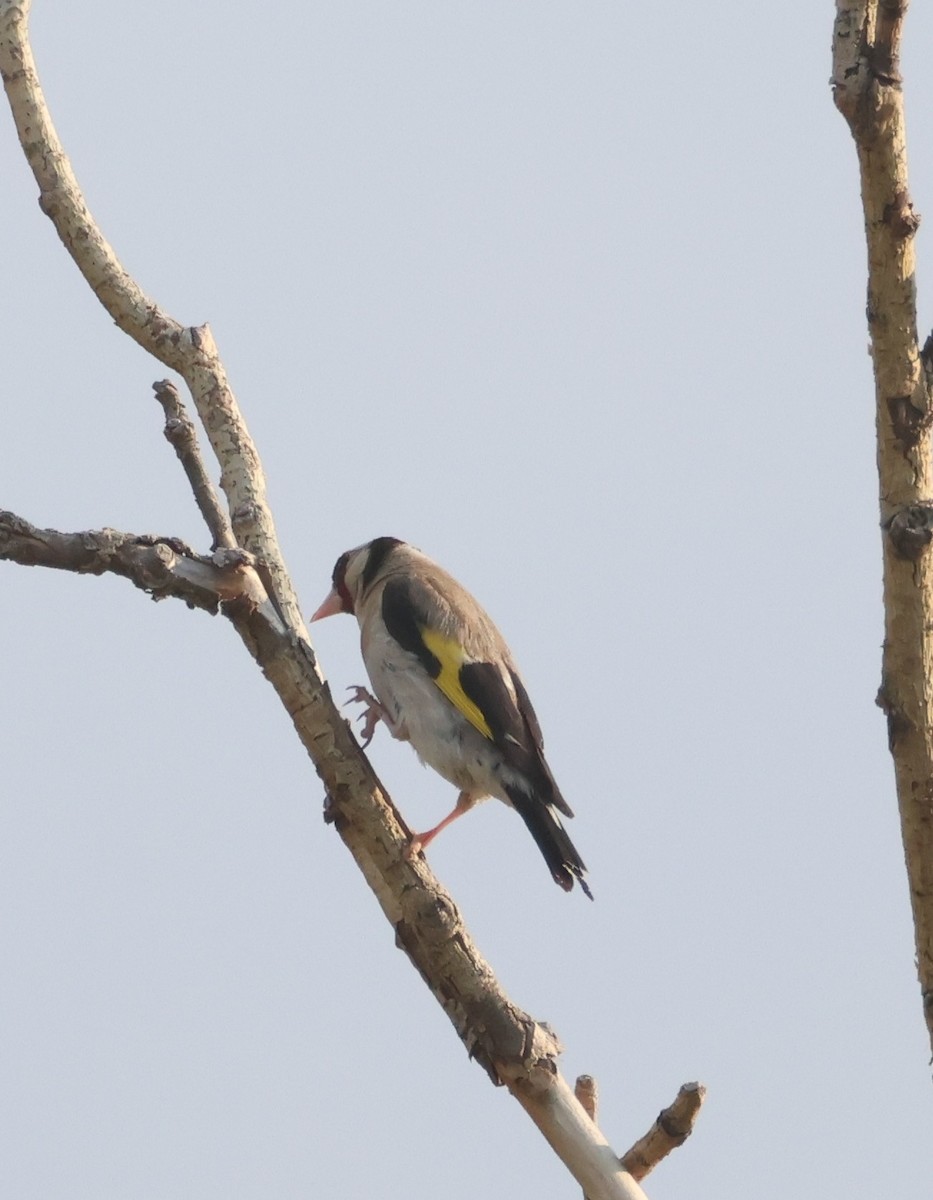 stehlík obecný - ML639594110
