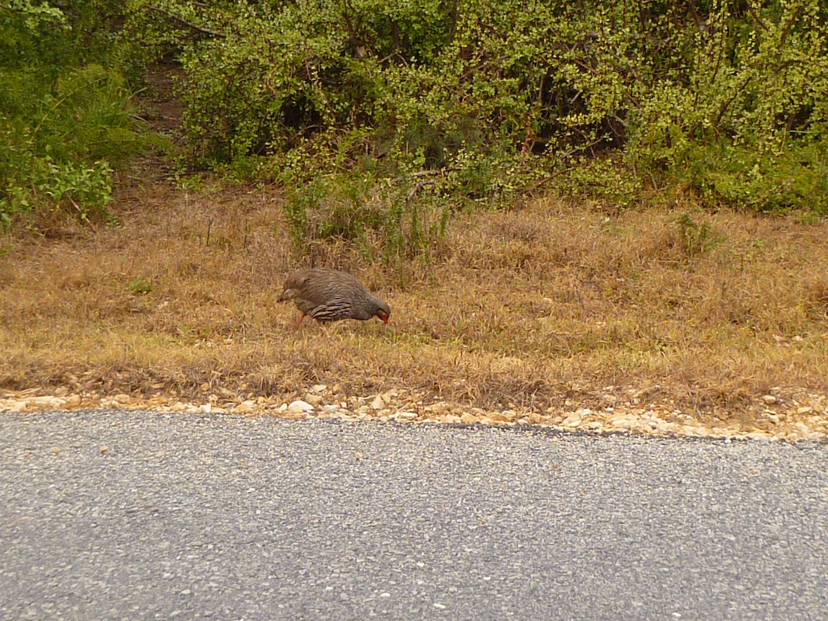 Francolin à gorge rouge (castaneiventer) - ML639594118