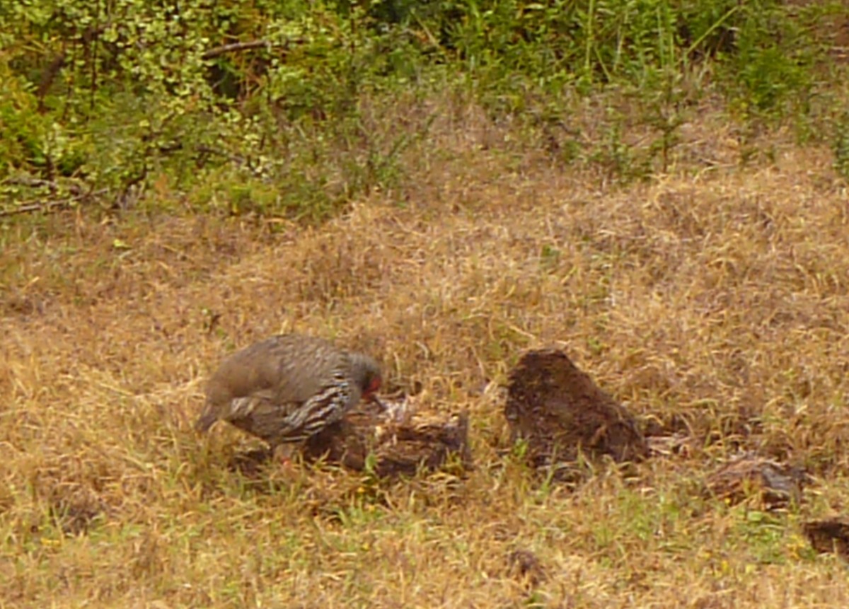 Francolin à gorge rouge (castaneiventer) - ML639594125