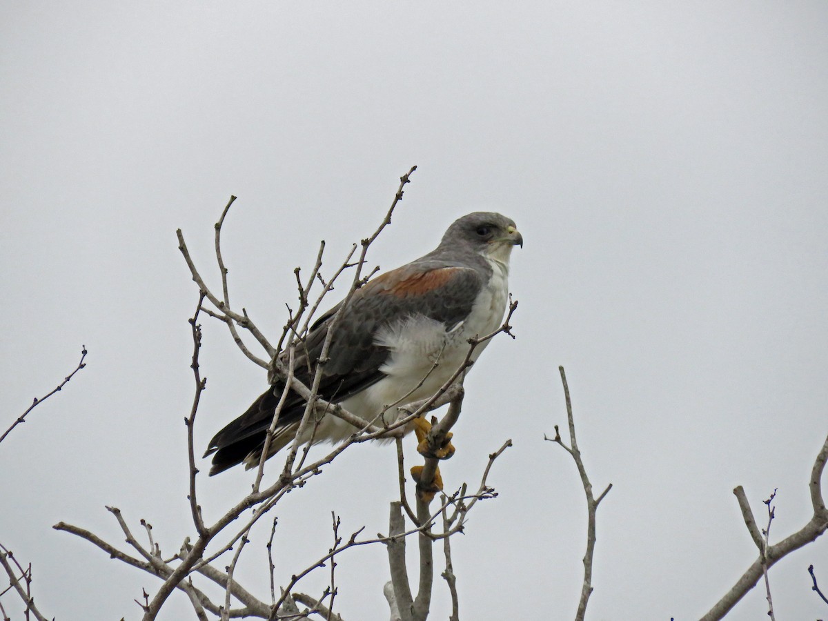 White-tailed Hawk - ML639594158