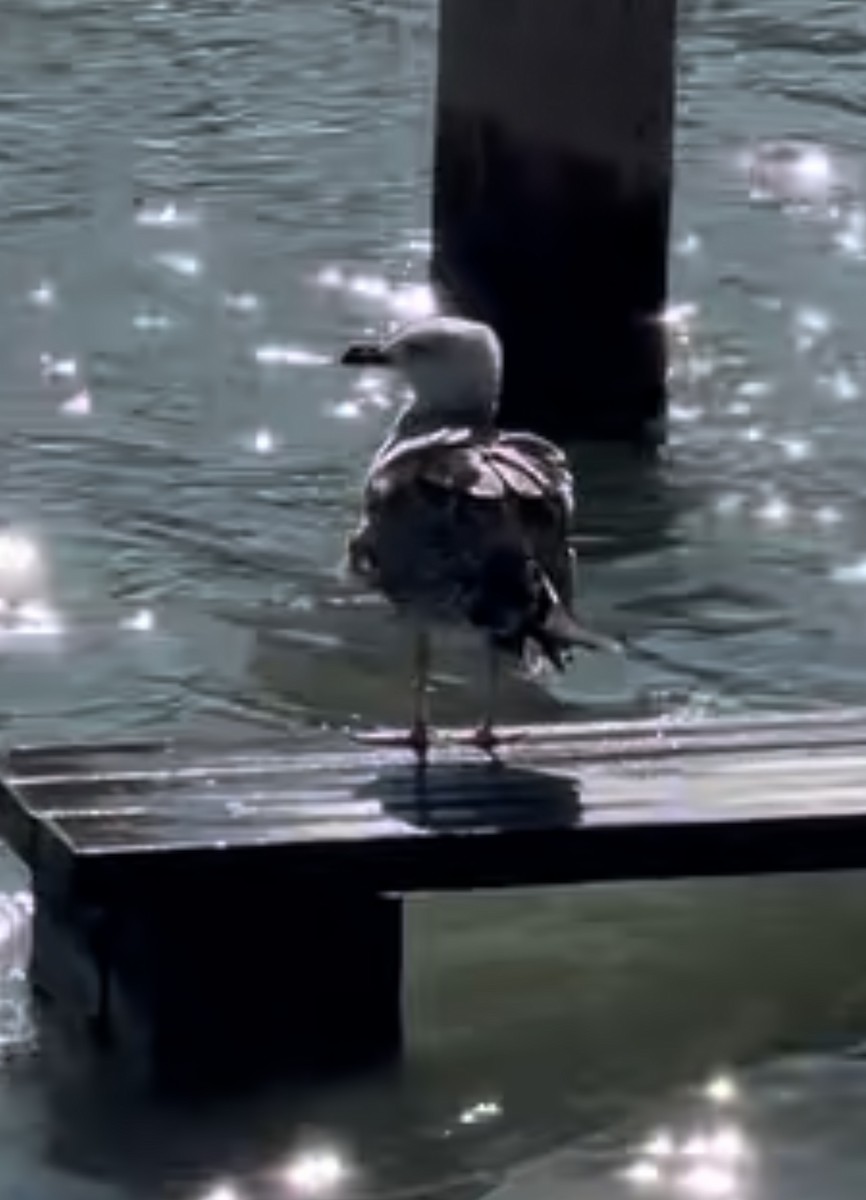 Black-headed Gull - ML639594197