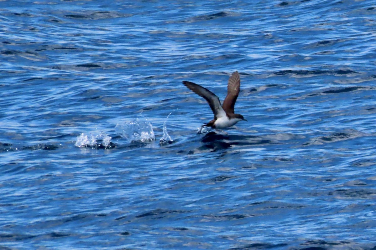 Galapagos Shearwater - ML639594283