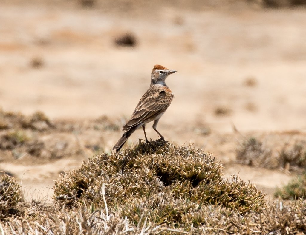 Red-capped Lark - ML63959431