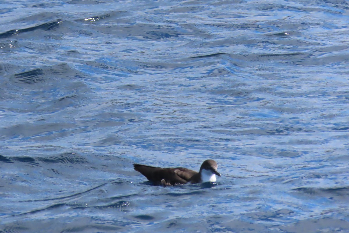 Galapagos Shearwater - ML639594327