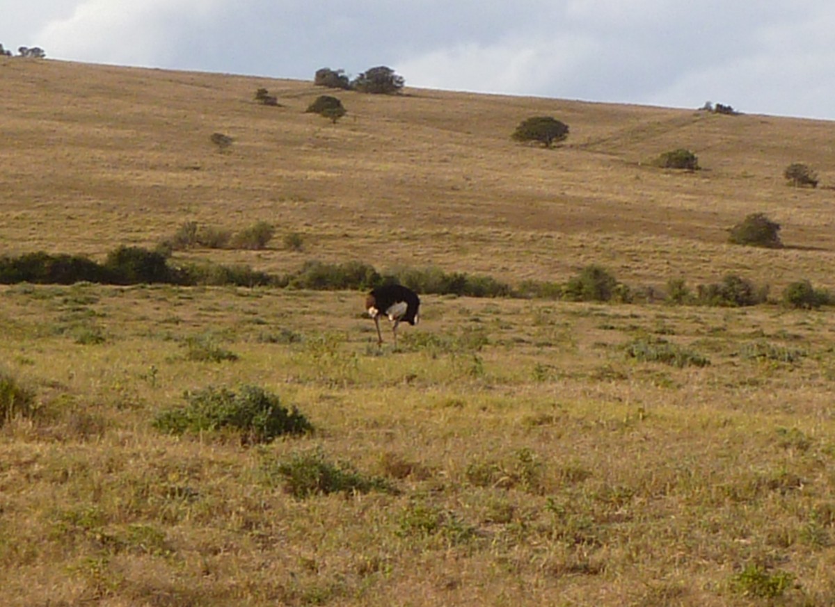 Autruche d'Afrique - ML639594357