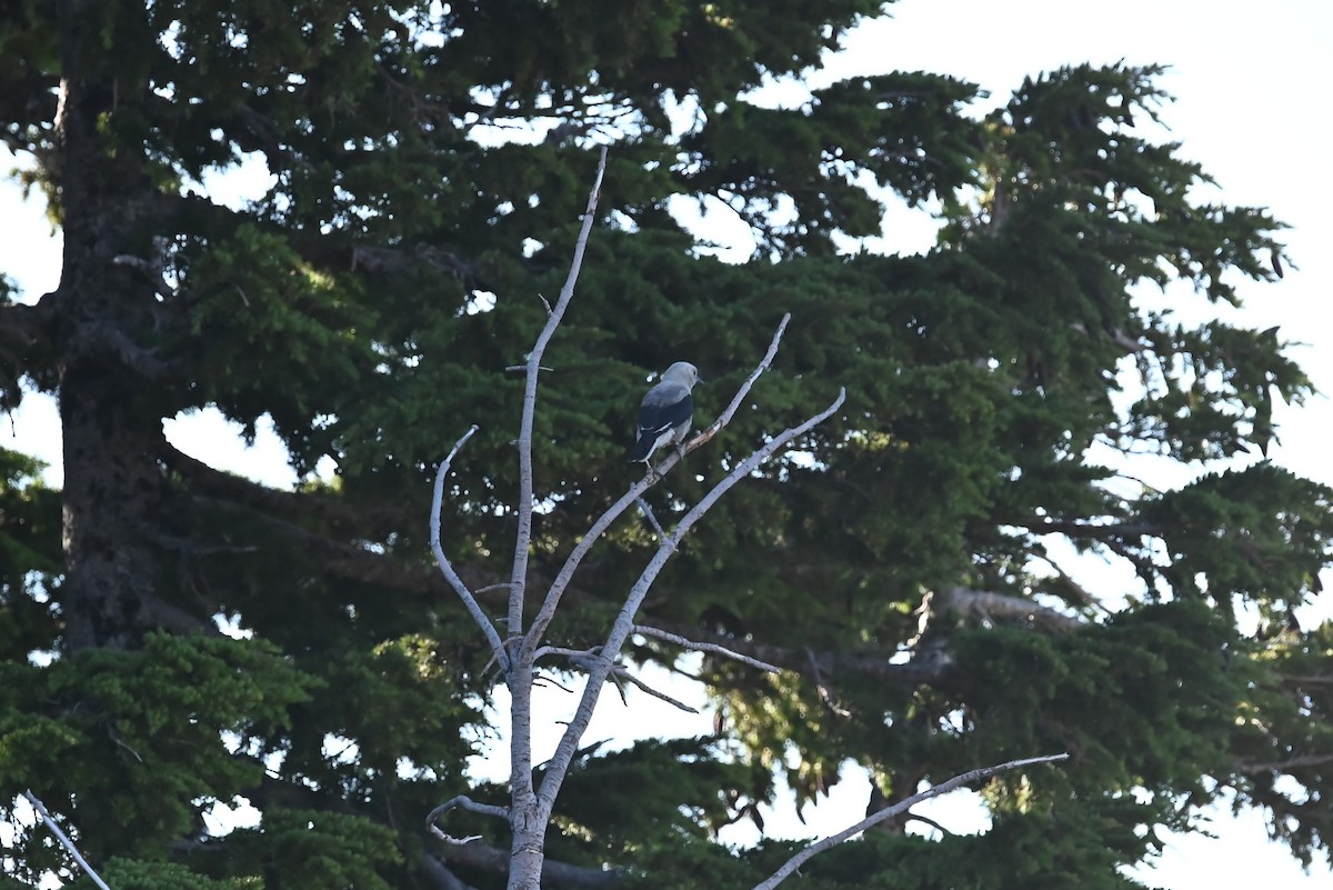 Clark's Nutcracker - ML639594363
