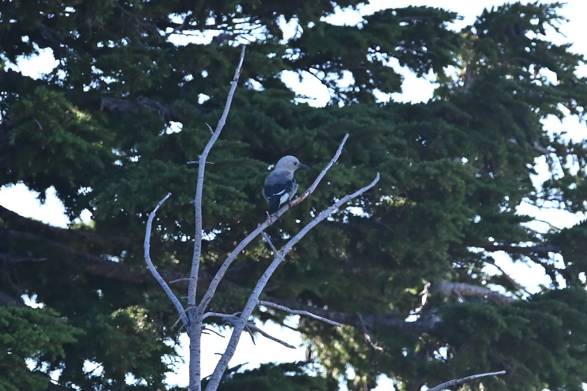 Clark's Nutcracker - ML639594365