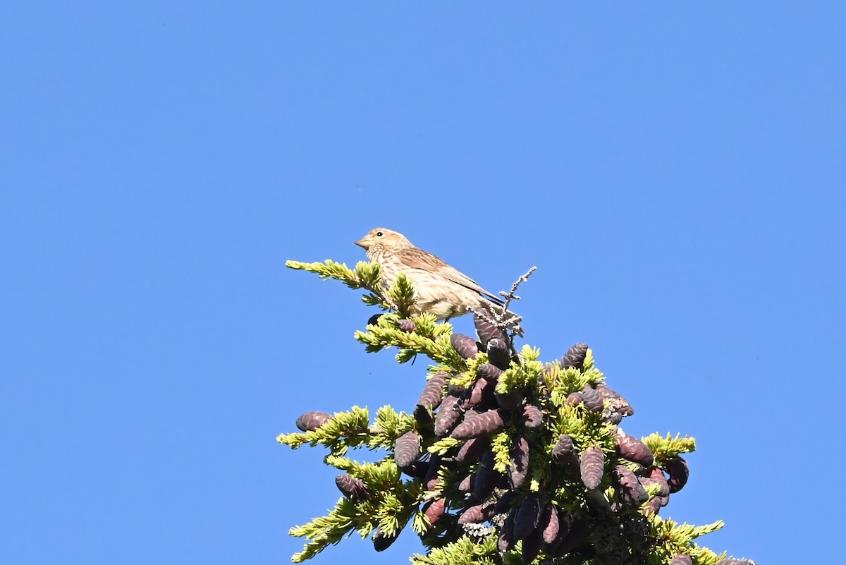 Cassin's Finch - ML639594381