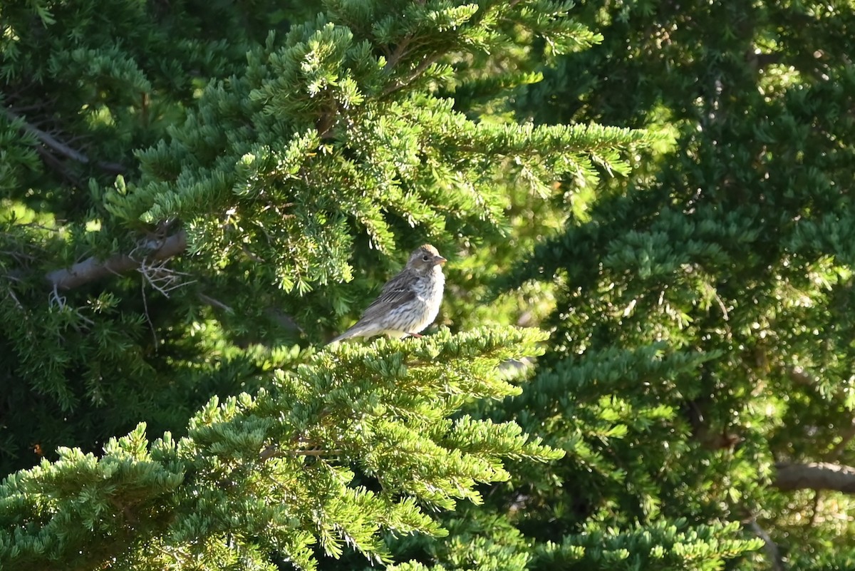 Cassin's Finch - ML639594392