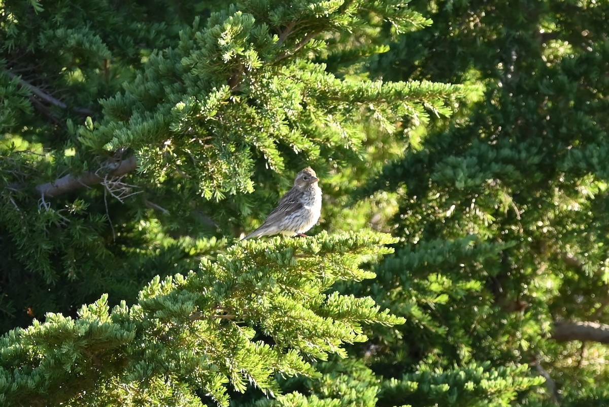 Cassin's Finch - ML639594393