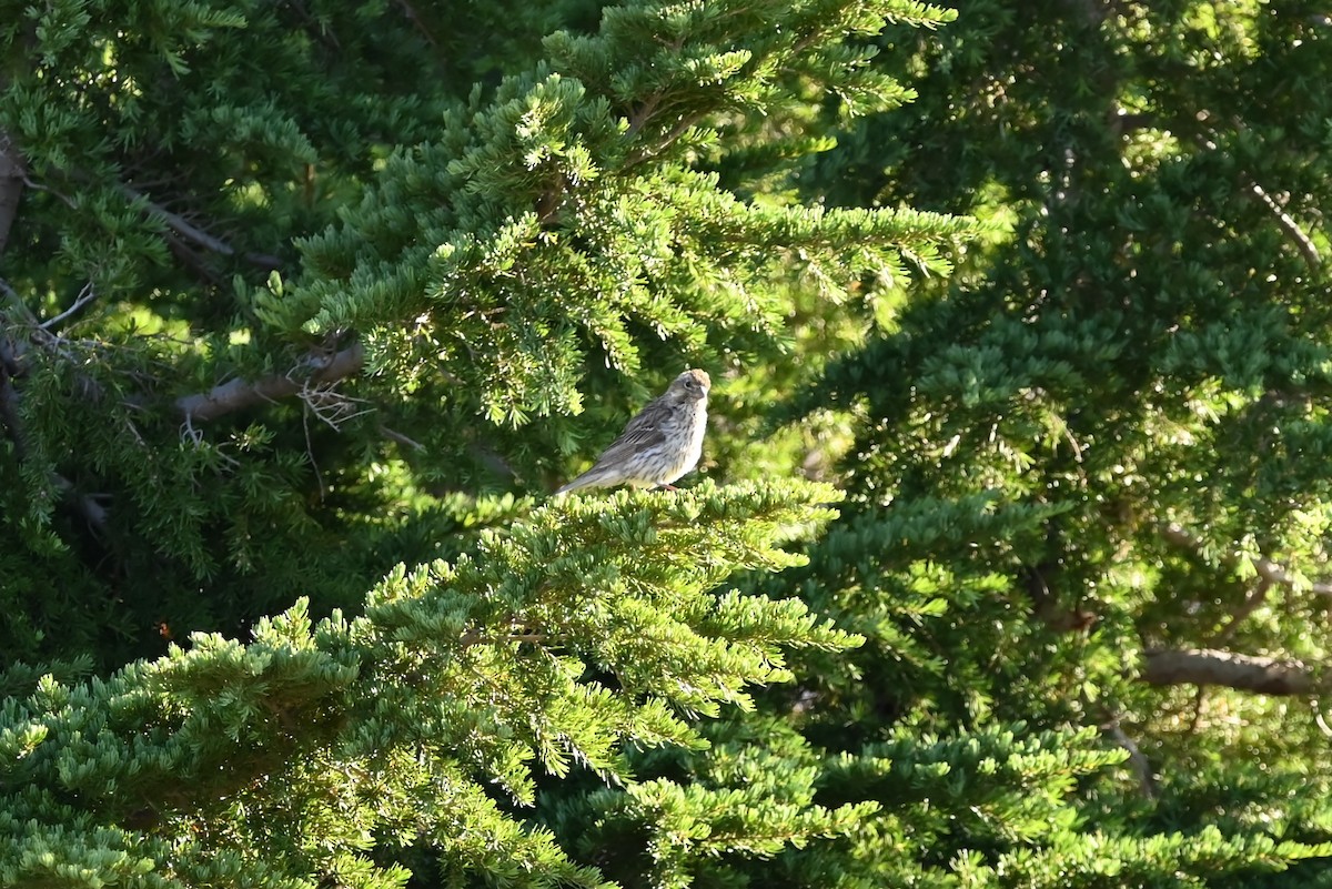 Cassin's Finch - ML639594394