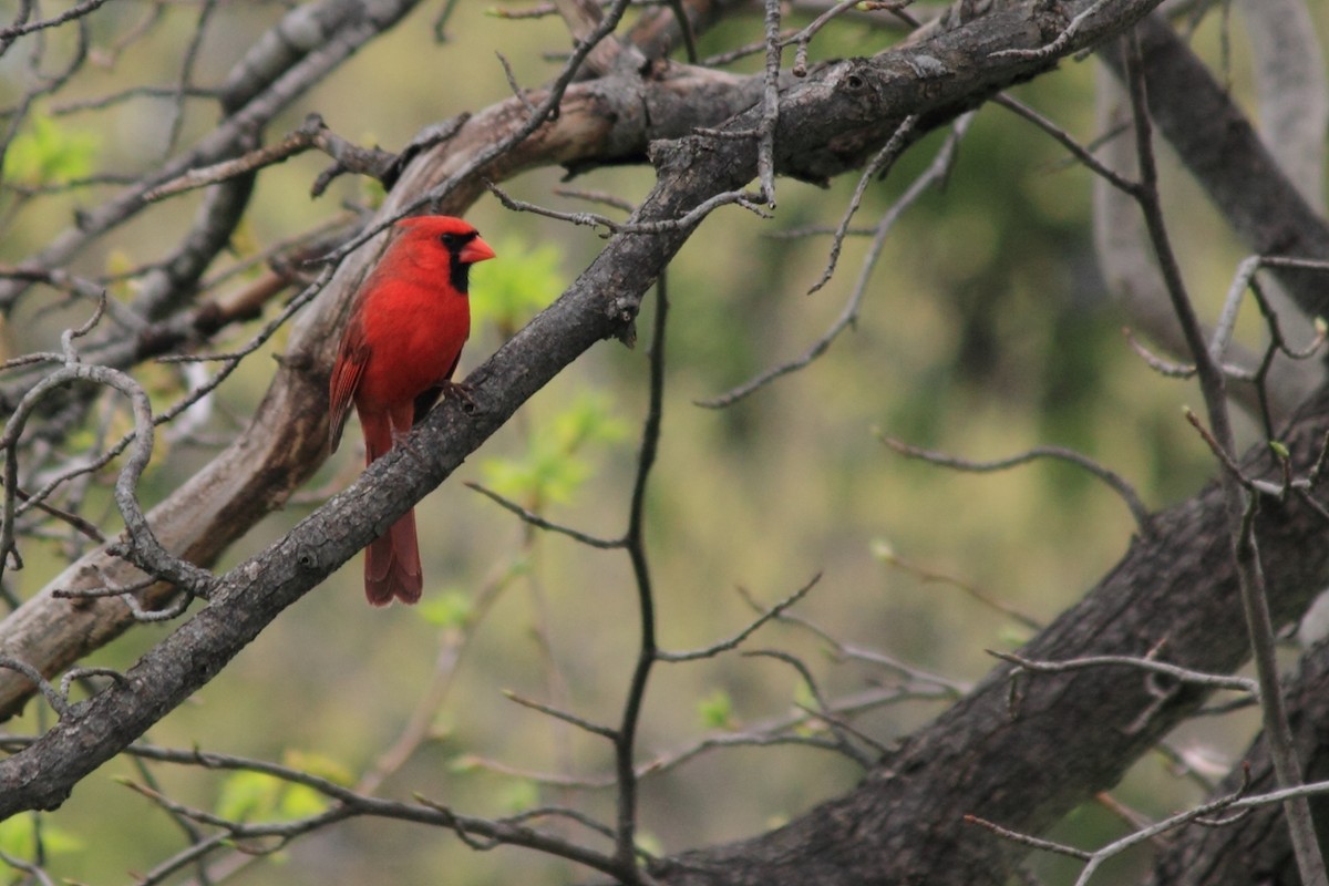 Northern Cardinal - ML639594395