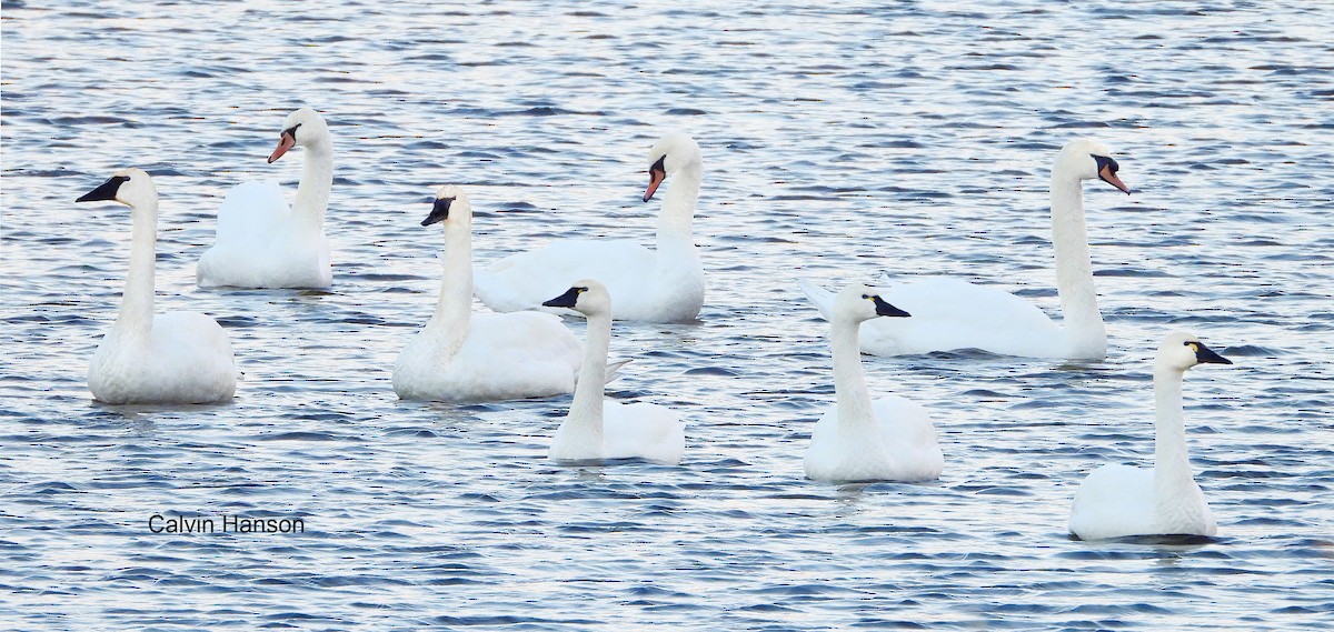 Cigno minore - ML639594432