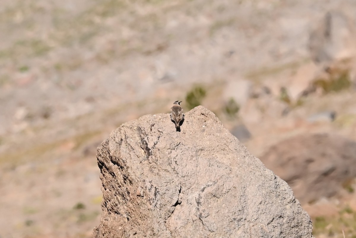 Эвэрт болжмор - ML639594439