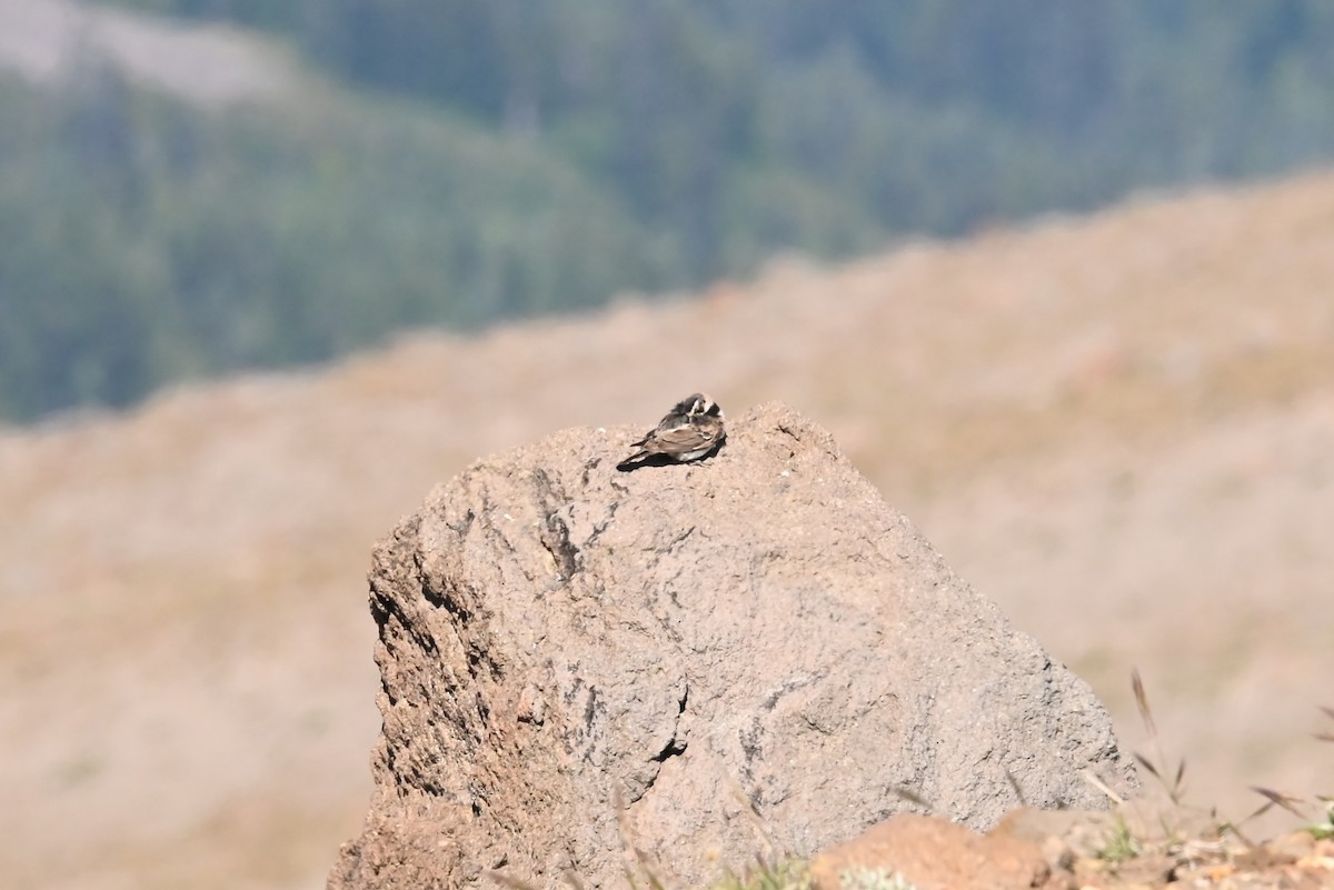 fjellerke - ML639594441