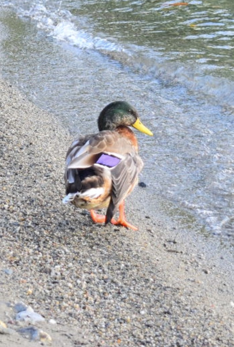 Mallard - ML639594483