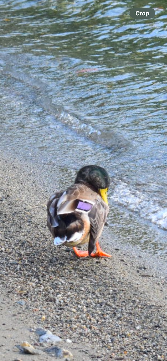 Mallard - ML639594485