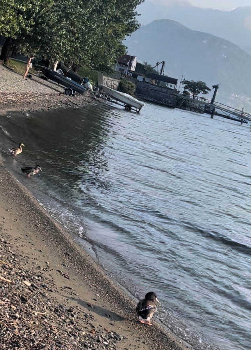 Mallard - ML639594486