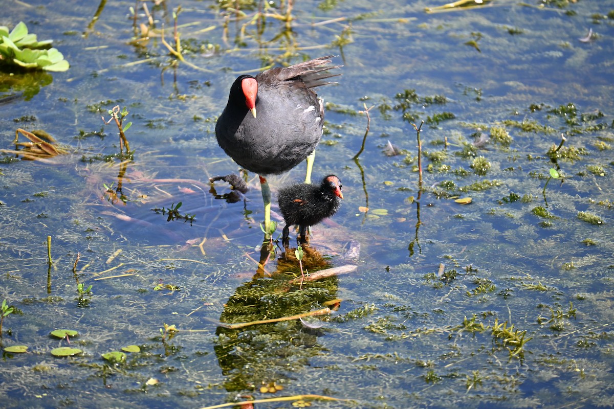 Common Gallinule - ML639594501