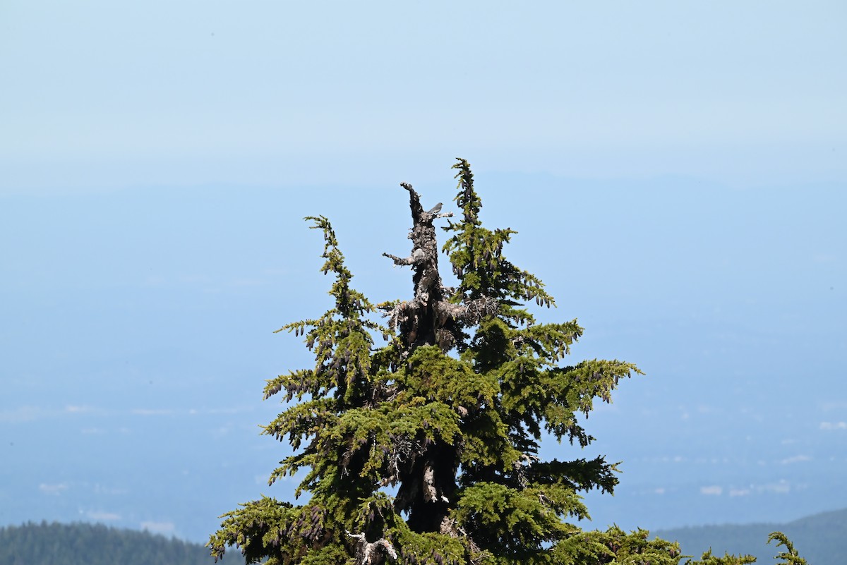 fjellblåfugl - ML639594502